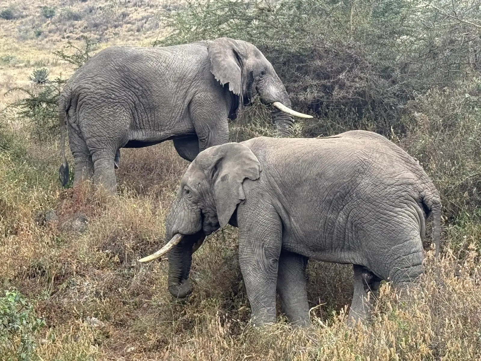 One of our guests from the United States shared stunning photographs of Tanzania’s majestic elephants captured during their unforgettable African safari experience.